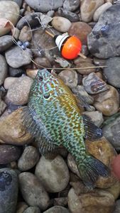 Green Sunfish