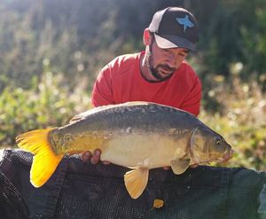 Mirror Carp