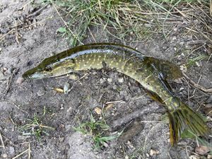 Northern Pike