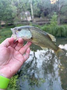 Largemouth Bass