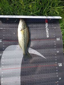 Largemouth Bass