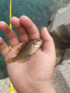 Corkwing Wrasse