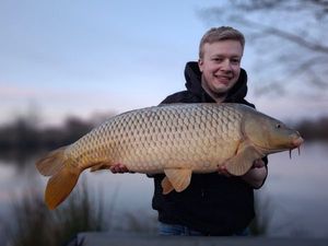 Common Carp