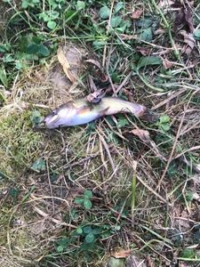 Black Bullhead