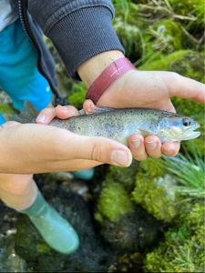 Brown Trout