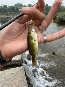 Largemouth Bass