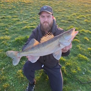 Zander