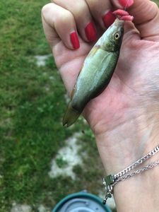 Tench
