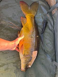 Common Carp
