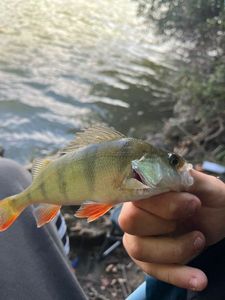 Green Sunfish