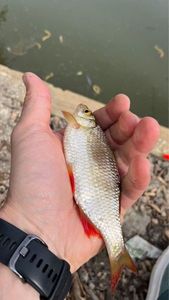 Rudd