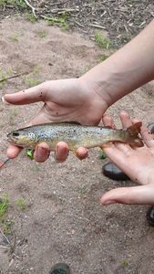 Brown Trout