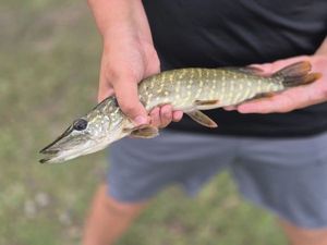 Northern Pike