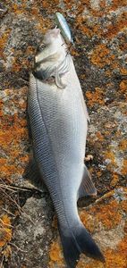 European Bass (Seabass)