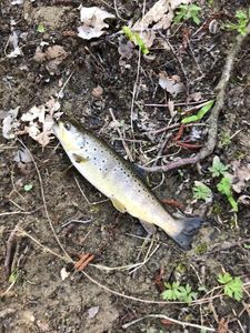 Brown Trout