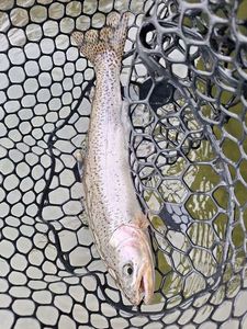 Rainbow Trout