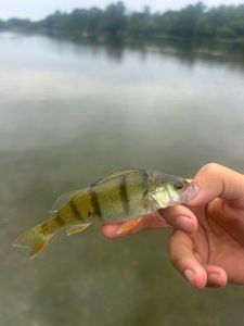 European Perch