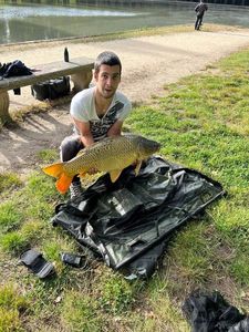 Common Carp