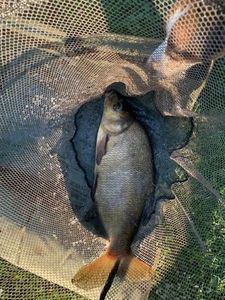 Common Bream