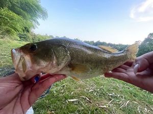 Smallmouth Bass