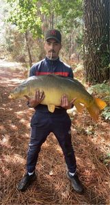 Mirror Carp