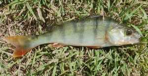 European Perch