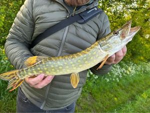 Northern Pike