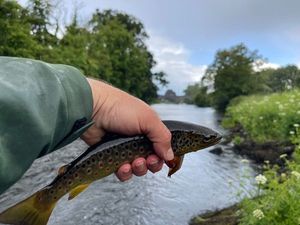 Brown Trout