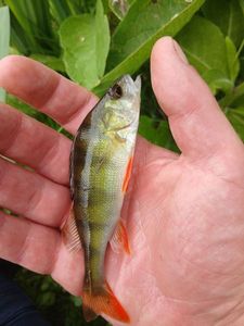 European Perch