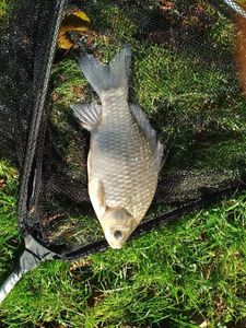 Common Bream