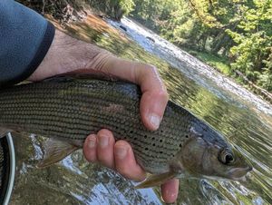 Grayling