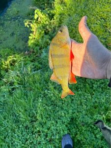 European Perch