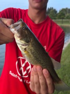 Largemouth Bass