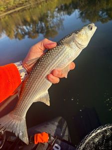 Thicklip Grey Mullet