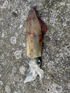 European Squid