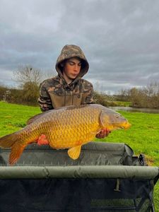 Common Carp