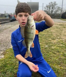 Yellow Perch