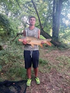 Common Carp