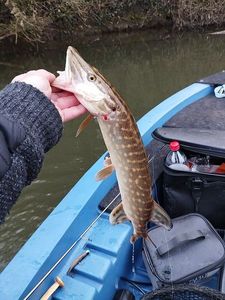 Northern Pike
