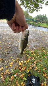 Largemouth Bass