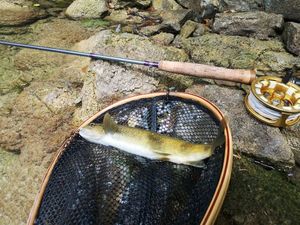 Brown Trout