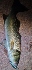 European Bass (Seabass)