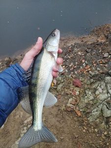 Zander