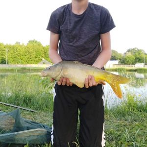 Mirror Carp