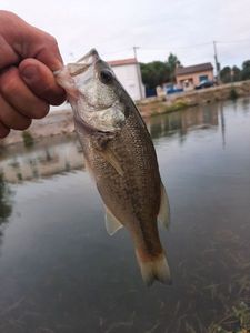 Largemouth Bass