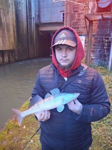 Zander