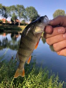 European Perch