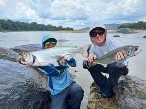 Payara