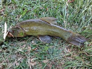 Tench