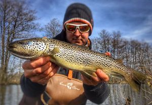 Brown Trout